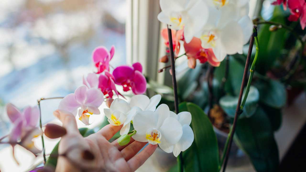 Orkide Bakımı Nasıl Yapılır - Nasıl Çoğaltılır