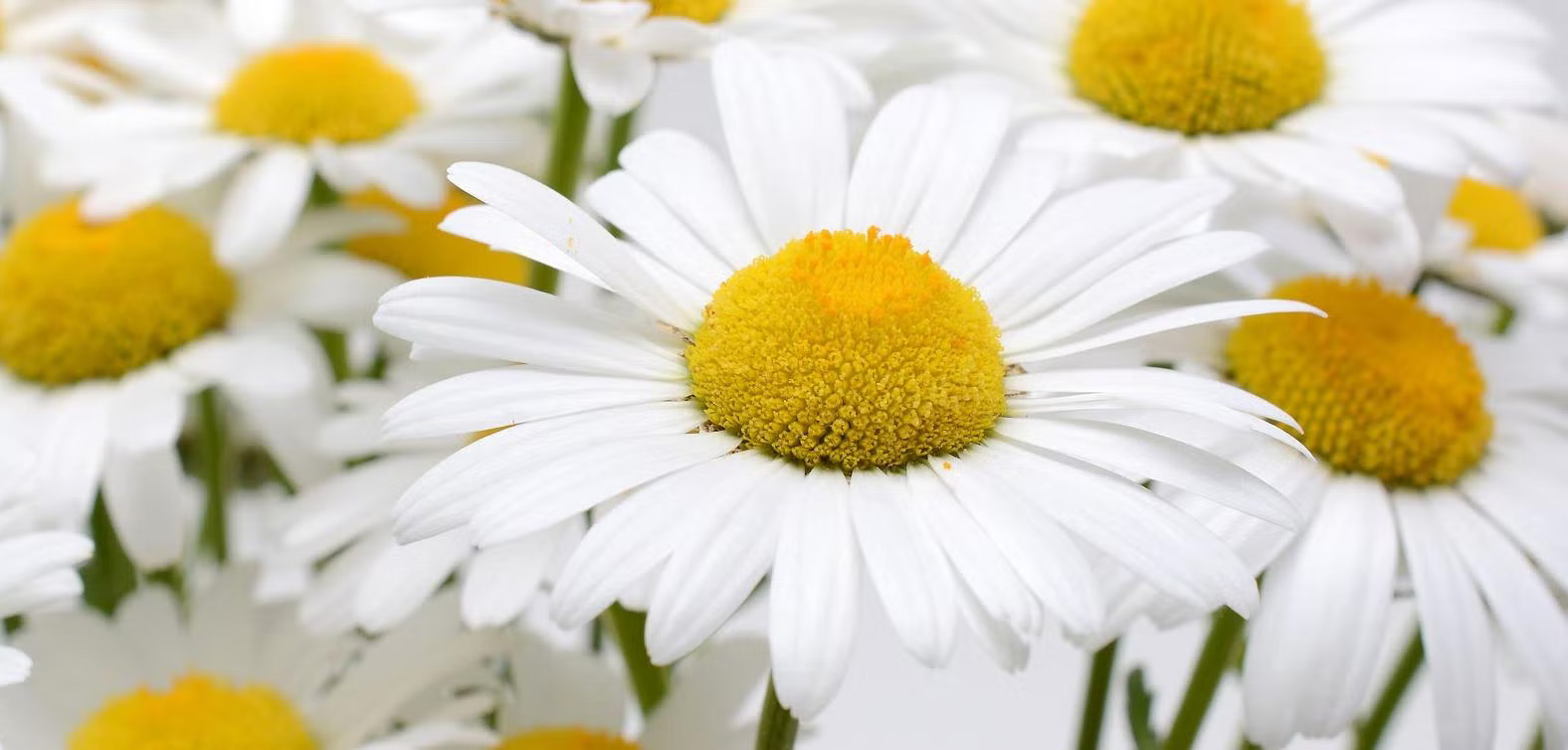 Papatya Çiçeği Bakımı Nasıl Bakılır - Nasıl Yetiştirilir