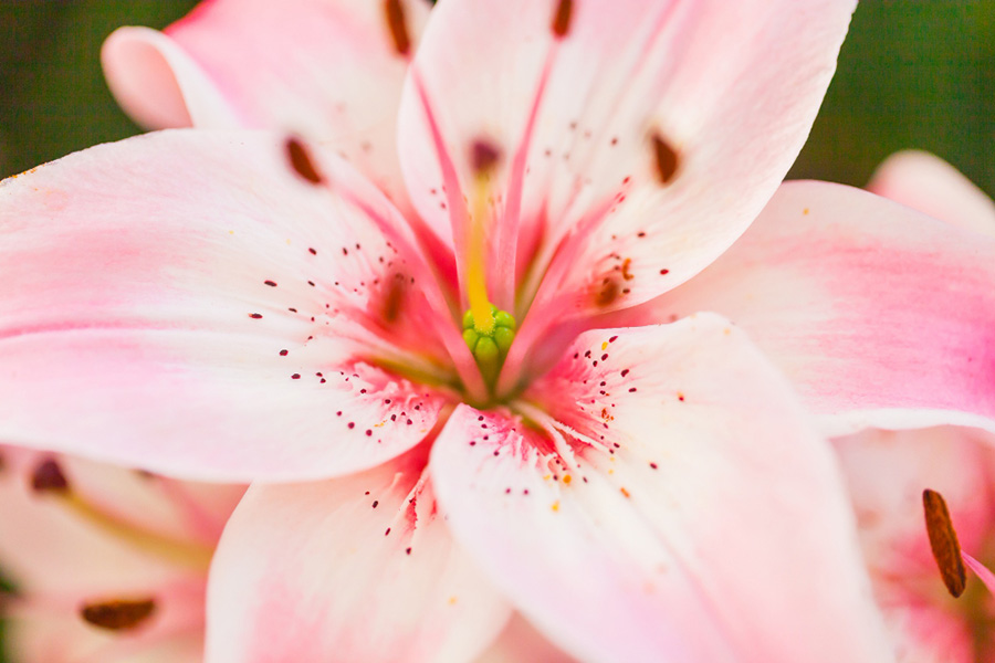 Lilyum Çiçeği Bakımı Nasıl Yapılır - Nasıl Yetiştirilir