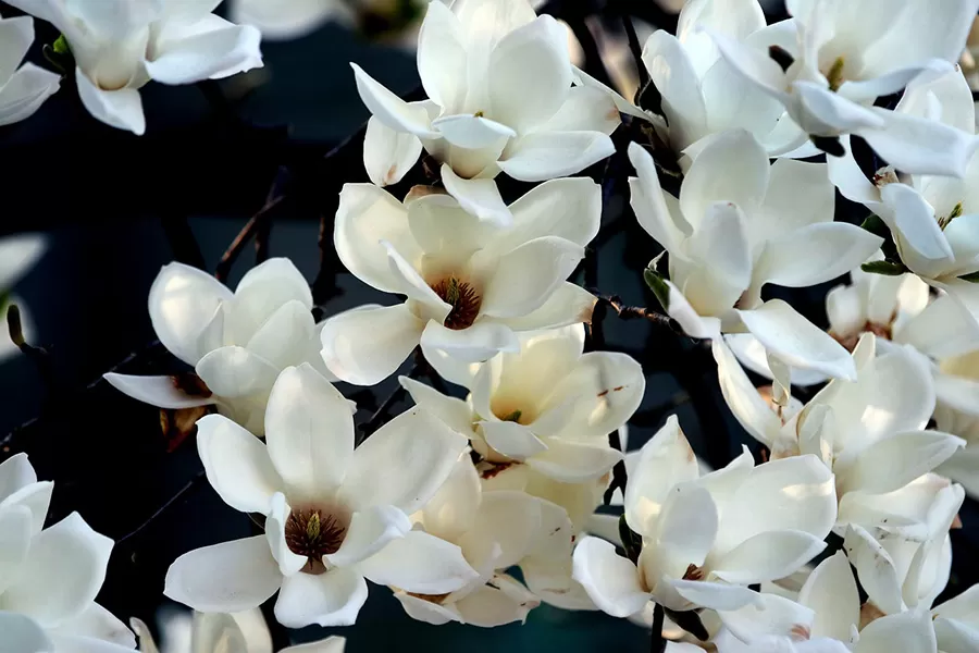 Manolya Çiçeği Bakımı Nasıl Yapılır - Nasıl Yetiştirilir