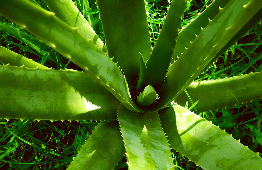 Aloe Vera Nasıl Yetiştirilir - Aloe Vera Bakımı