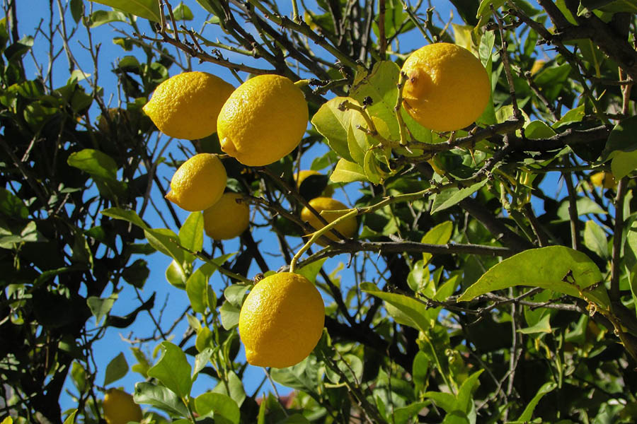 Limon Ağacı Bakımı Nasıl Yapılır - Evde Bakım Tüyoları