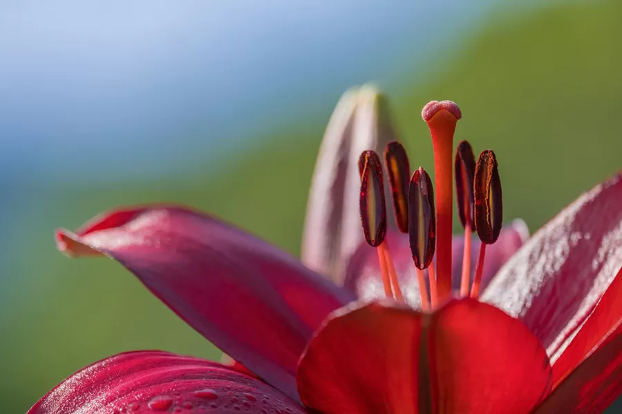 Zambak Çiçeği Bakımı Nasıl Yapılır - Nasıl Yetiştirilir
