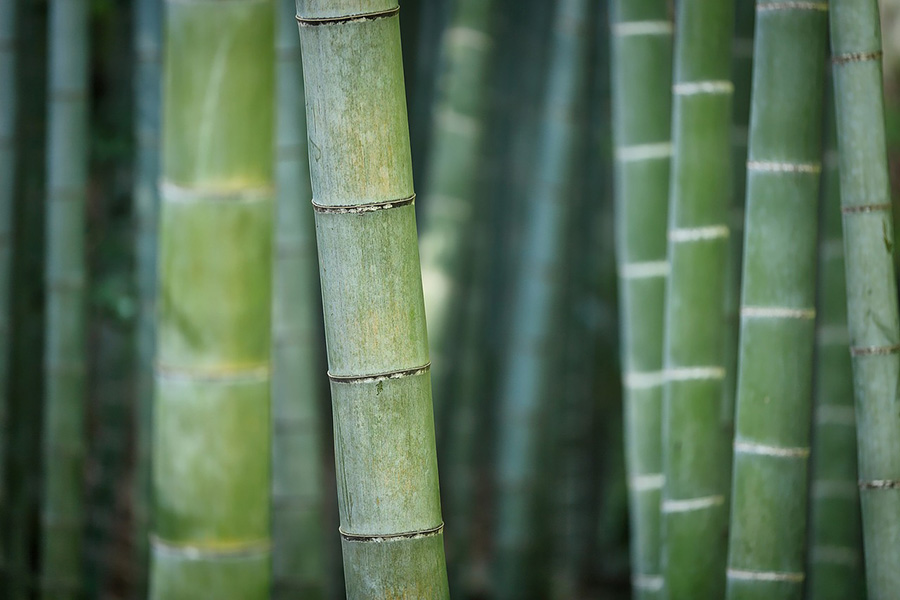 Bambu Bakımı Nasıl Yapılır - Nasıl Yetiştirilir
