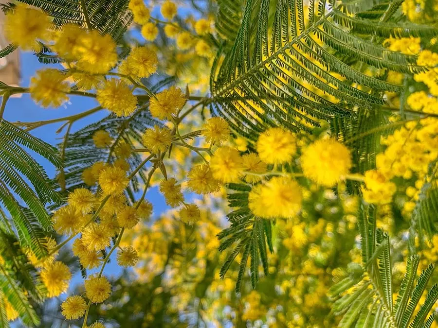 Mimoza Çiçeğinin Bakımı Nasıl Yapılır - Nasıl Yetiştirilir