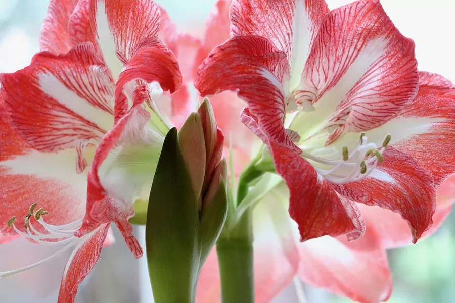 Amaryllis Çiçeği Anlamı - Hikayesi ve Özellikleri