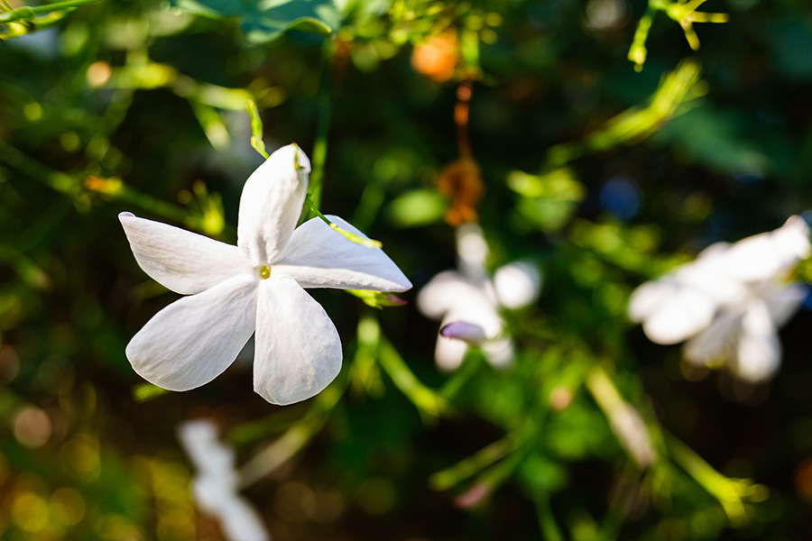 Yasemin Çiçeği Nasıl Yetiştirilir - Evde Yasemin Çiçeği Bakımı