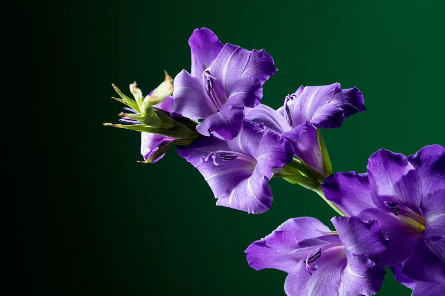 Frezya Çiçeği Nasıl Yetiştirilir - Frezya Çiçeği Bakımı