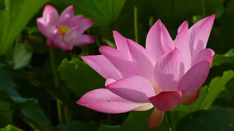 Lotus Çiçeği Bakımı Nasıl Yapılır - Nasıl Yetiştirilir